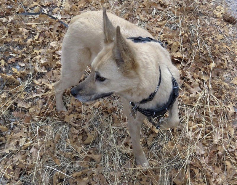 Greta, Mary Katherine Ray's dog, holds up her left paw after it was briefly stuck in a foot-hold trap. Courtesy of Mary Katherine Ray)