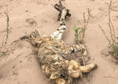 Trapped bobcat remains