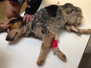 Dog that lost hind limbs due to steel jaw trap