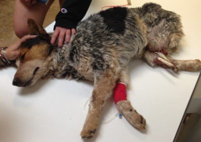 Dog that lost hind limbs due to steel jaw trap