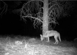 Mexican wolf caught in leg-hold trap