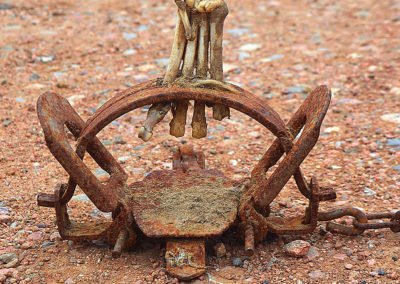 coyote paw bones in trap