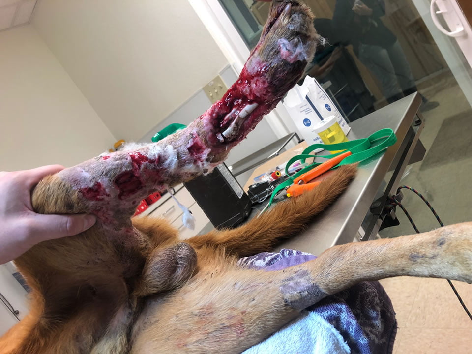 BRPROUD  Dog passes away after suffering injuries from possible snare trap