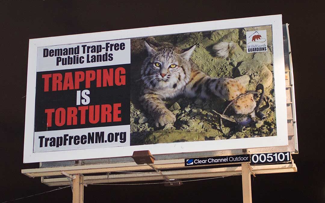Ruidoso News: Trapping ban sought on public lands