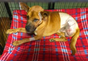 Kekoa, dog maimed by a leg hold trap, recovering from limb destruction and subsequent medical amputation