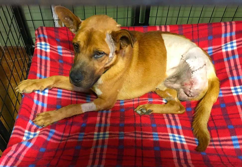 Dog loses leg after caught in trap, prompting renewed calls to ban trapping  - TrapFree New Mexico