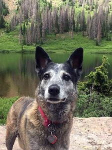 Dog Roxy who died in a snare Nov 2018 Santa Cruz lakes - Photo by Dave Clark