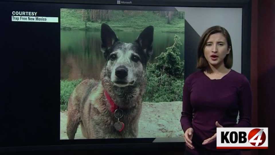 Dog inspires legislation to ban trapping