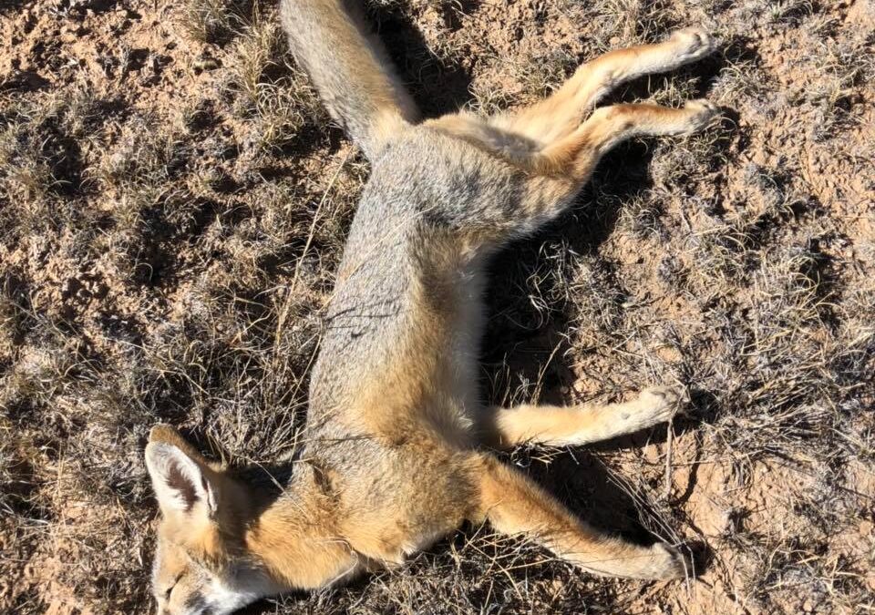 Fox Killed by M-44 Cyanide Device