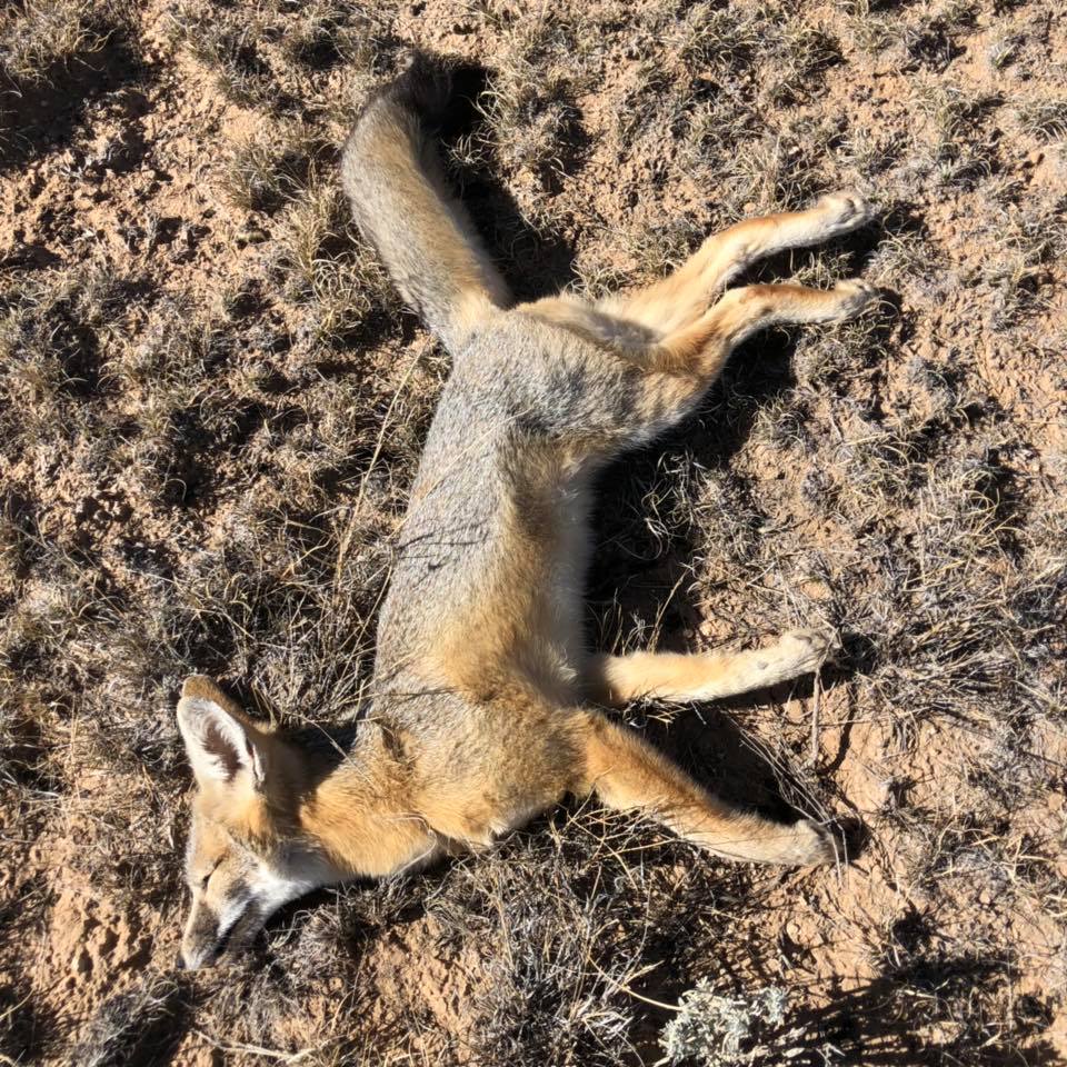 Fox killed by M-44 cyanide device