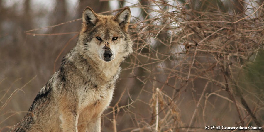 Mexican gray wolf