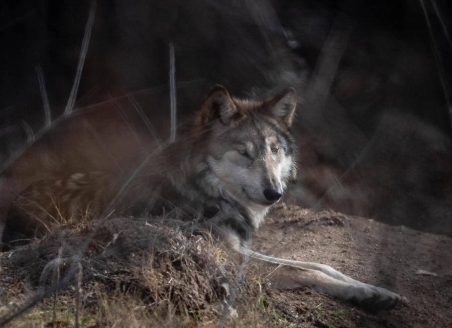 Endangered wolves being caught in traps in New Mexico