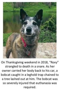 Roxy trap victim story