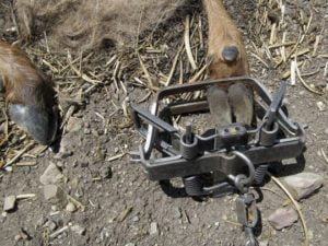 Elk caught in trap