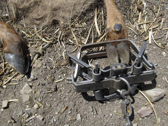 Why is there still trapping on public lands in New Mexico?