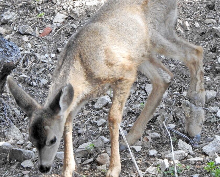 Hobbled fawn is rescued but dies after illegal trap removed by officials