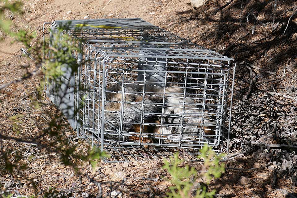 fox dead in cage trap