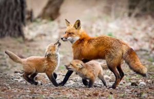 red fox family