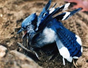 Blue jay caught in trap