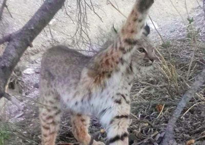 Bobcat trapped from tree