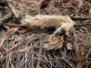Dismembered limb from trapped animal