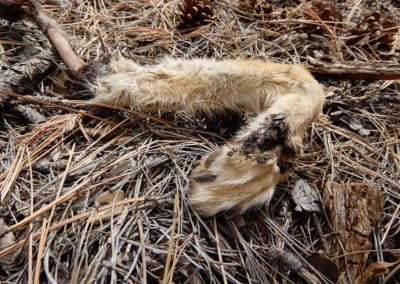 Dismembered limb from trapped animal