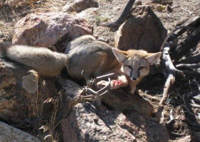 Fox with mutilated limb caught in steel jaw leg hold trap