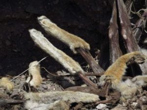 Mass destruction of wildlife: carcass pile dumped by trapper.
