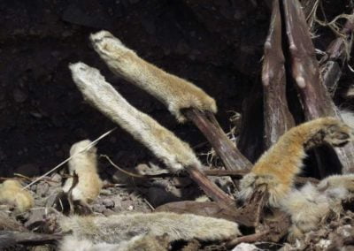 Mass destruction of wildlife: carcass pile dumped by trapper.