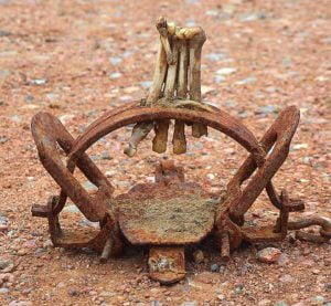 Rusty steel jaw trap with torn off animal foot bones