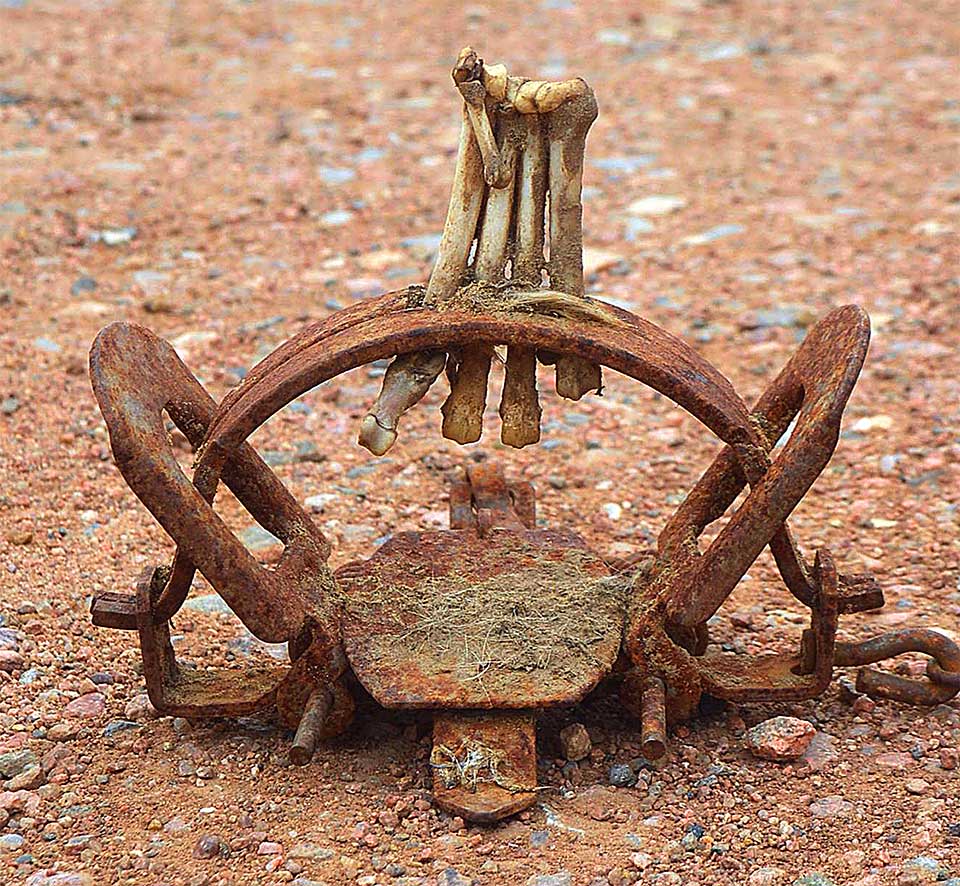 Rusty steel jaw trap with torn off animal foot bones - TrapFree