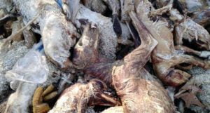 Wanton waste of wildlife: animal carcasses dumped by trapper.