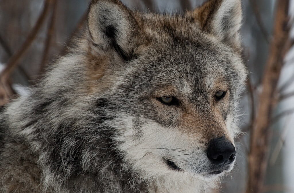 Inconsistency at Game and Fish: After state rejoins wolf recovery program, two pups caught in leghold traps