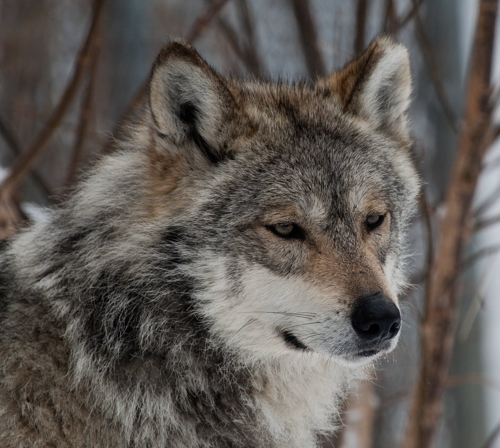 Mexican wolf