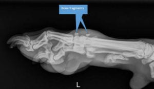 X-ray showing bone fragments in dog limb