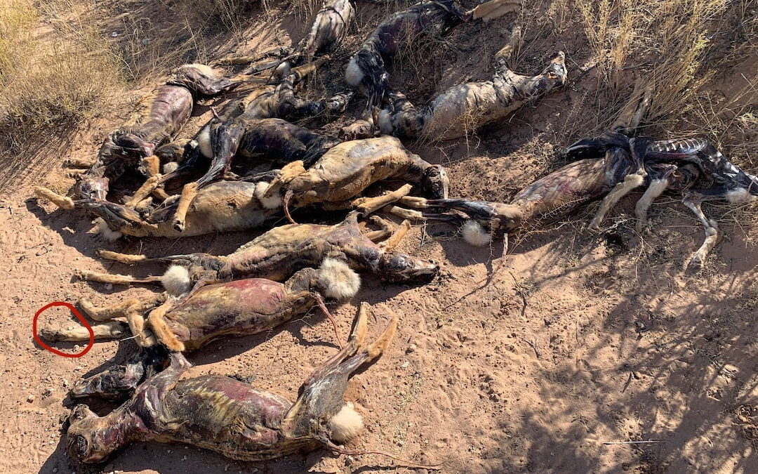 Las Cruces Sun-News: ‘Pretty gruesome:’ Skinned coyote carcasses piled in desert likely the work of trappers