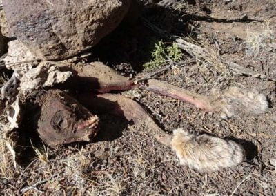 Skinned bobcat carcass