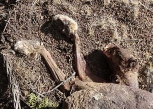 Skinned bobcat carcass