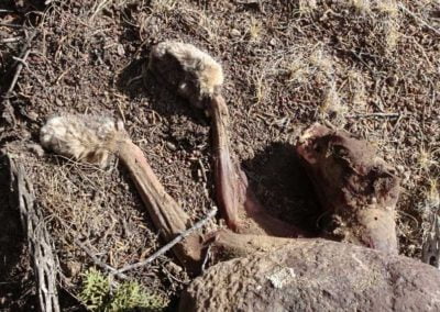 Skinned bobcat carcass