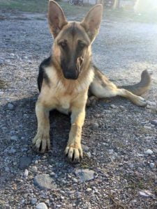 Ceniza - dog snare victim - Dixon, NM January 2021