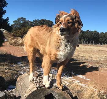 Dog trap victim Rowe Mesa