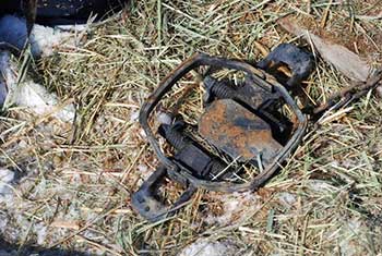 Las Cruces Sun-News: It’s time to ban trapping on New Mexico public lands