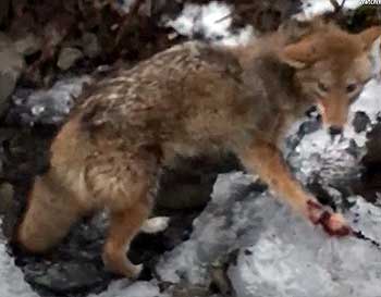 coyote trap victim mutilated paws