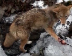 coyote trap victim mutilated paws