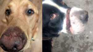 dogs injured in steel jaw leg hold traps