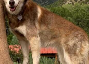 Valdez dog dies in snare trap