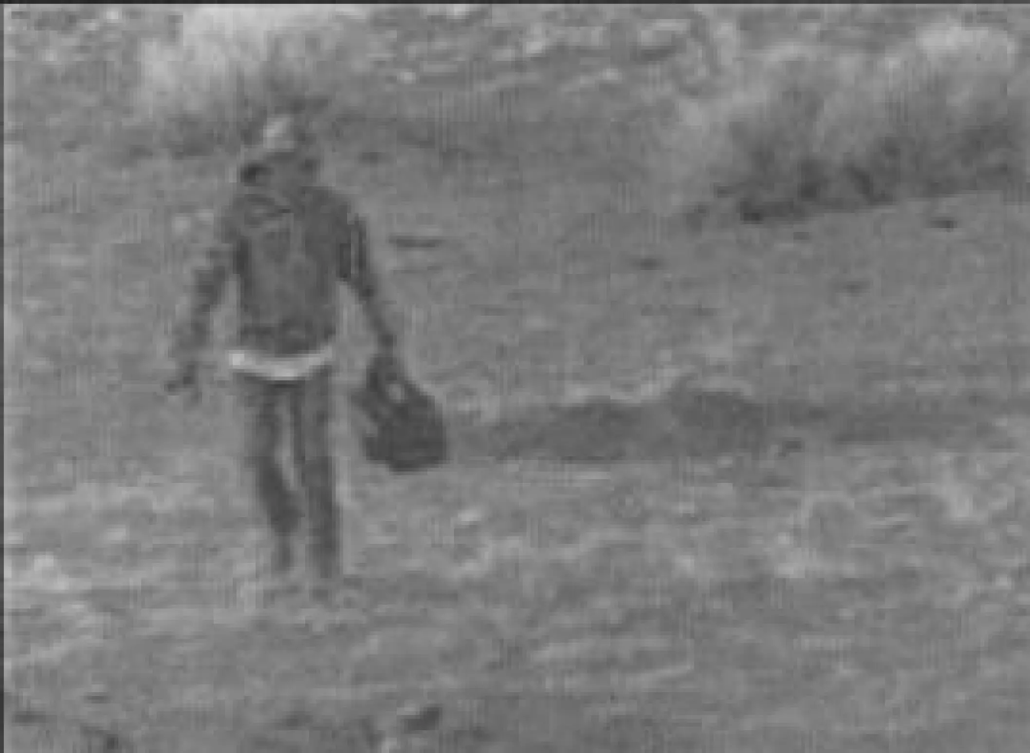 Federal agents search Datil properties in case of Mexican wolf kills