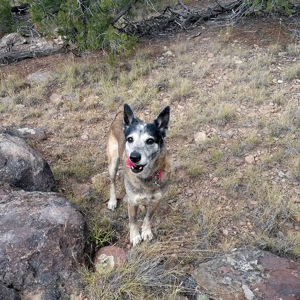 Federal Appeals Court Upholds Dismissal of Lawsuit Challenging New Mexico’s Ban on Trapping on Public Lands - Landmark ruling preserves “Roxy’s Law” to protect wildlife, companion animals, and public safety